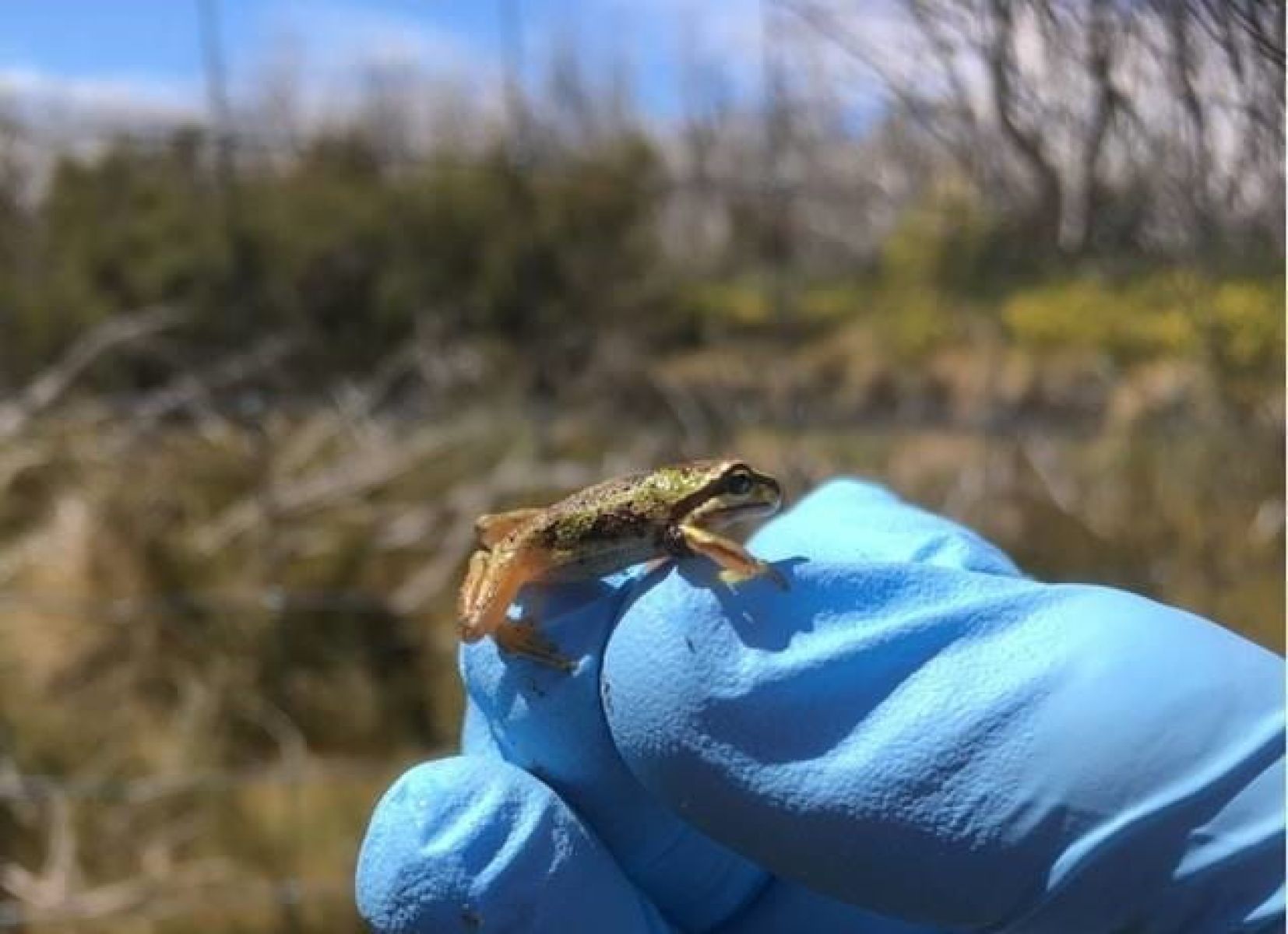 Alpine Tree Frog at Lake Mountain