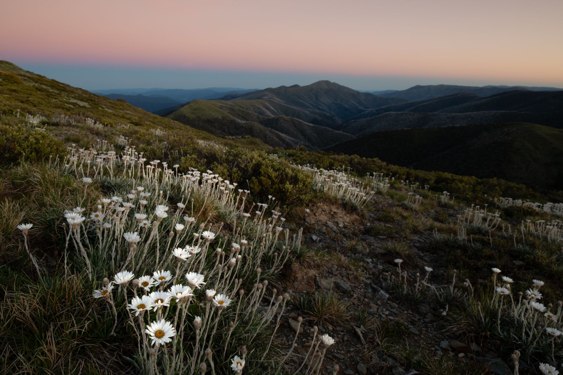 Wildflowers on Mount Hotham in the foreground and mountain views in the distance