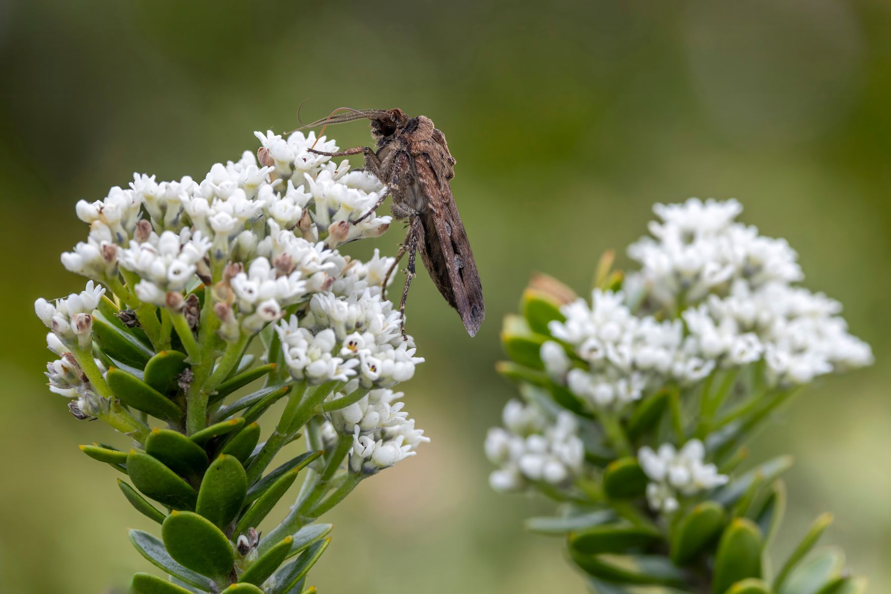 Bogong moth flora