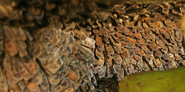 Mt Buller Bogong Moths