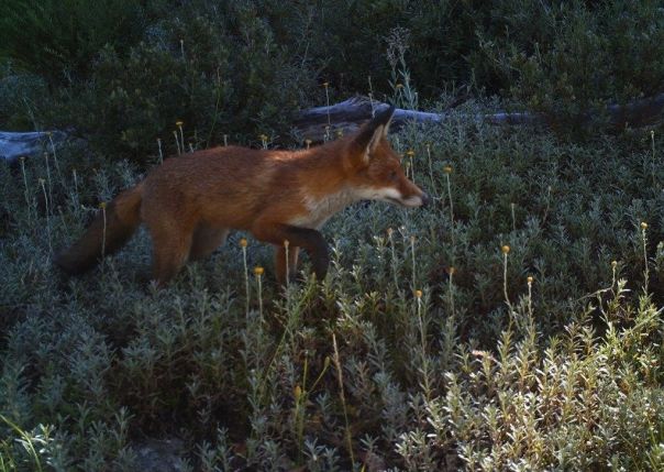 Mt Buller fox