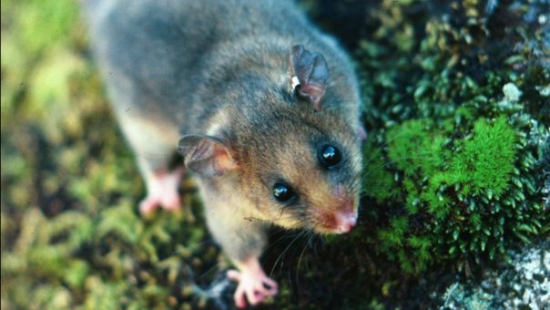 Mt Buller Mountain Pygmy Possum
