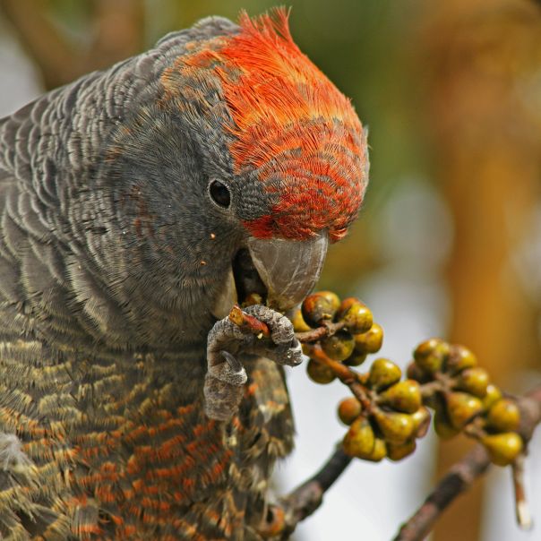 Gang‑gang cockatoo perched in alpine forest