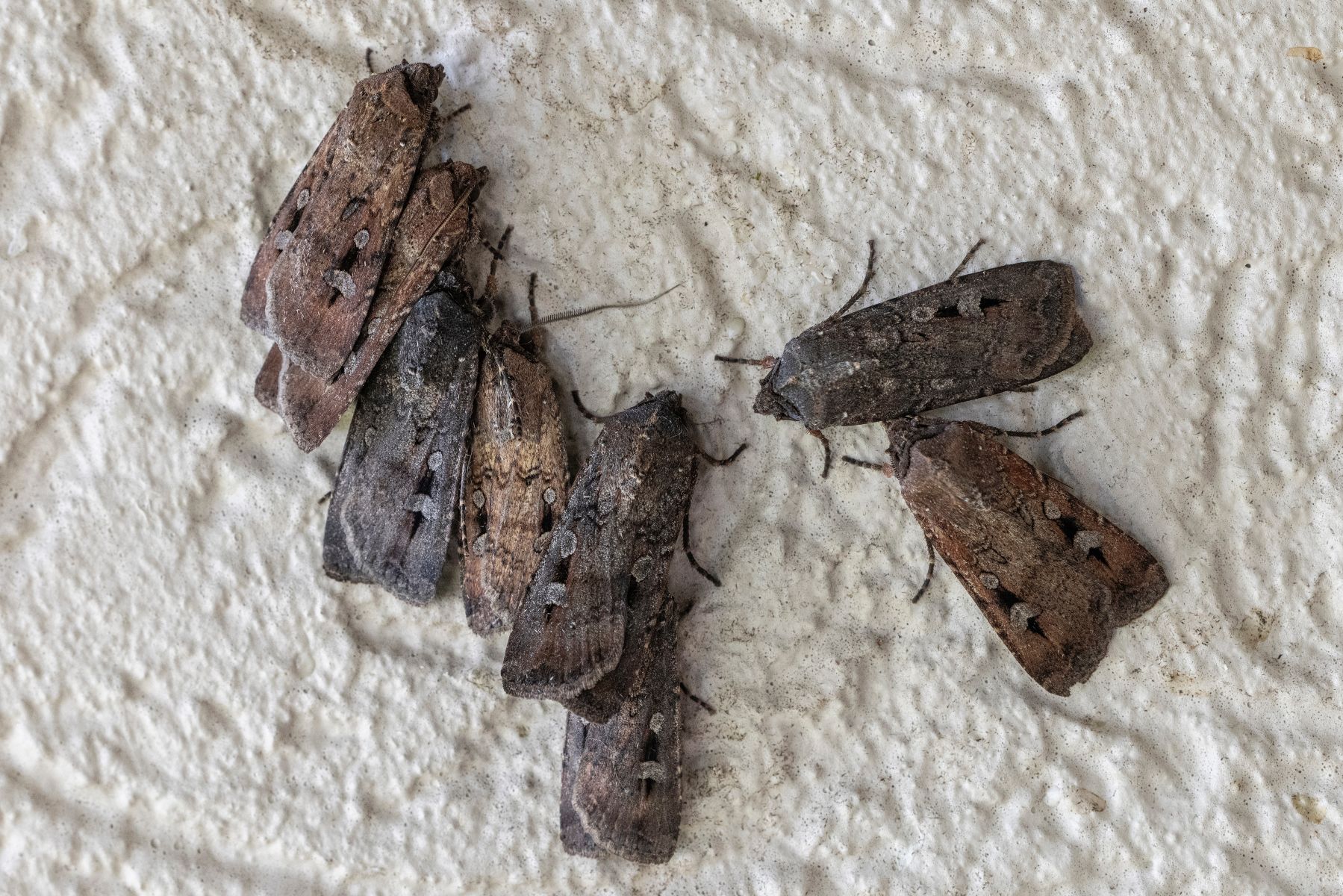 Bogong moth wall
