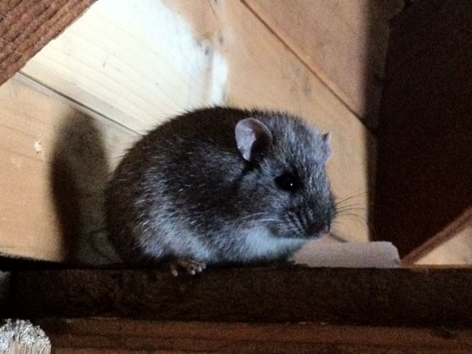 Broad-toothed rat