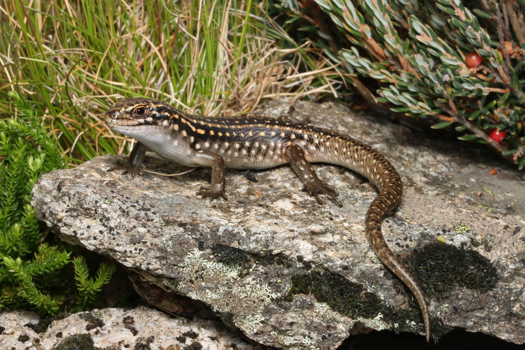 Guthega Skink