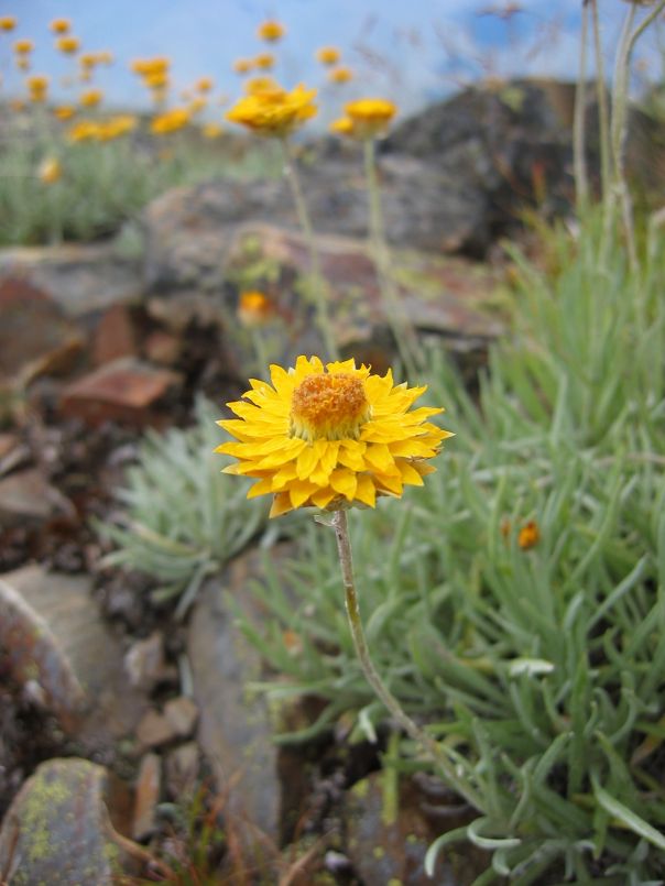 Mt Buller Alpine Everlasting