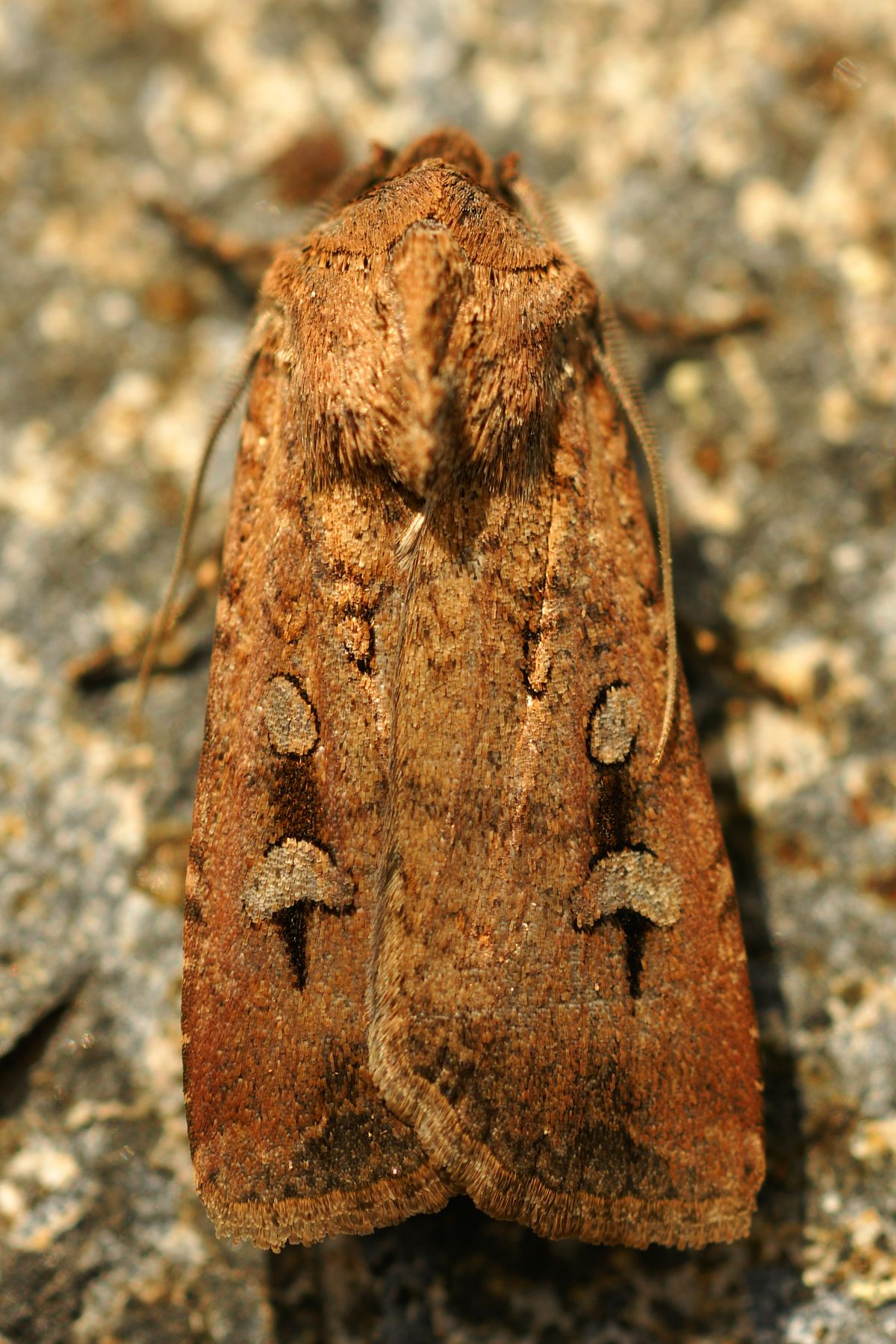 Mt Buller Bogong Moth