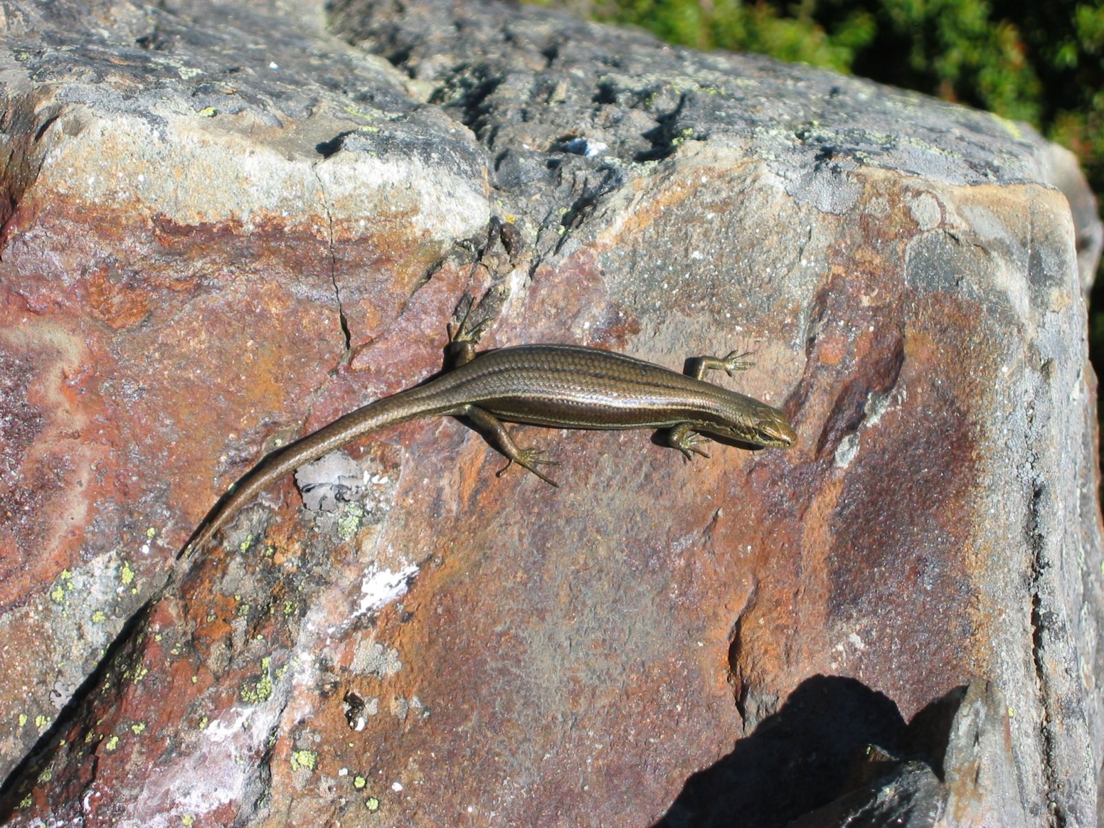 Mt Stirling Mountain Log Skink