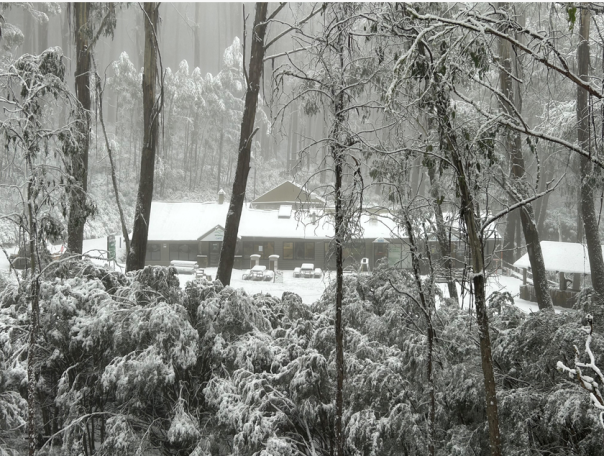 property covered in snow through trees