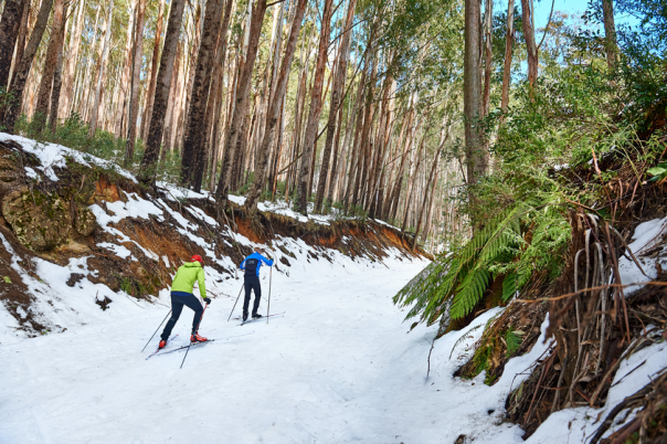 Two cross country skiers skiing at Mount Stirling in winter