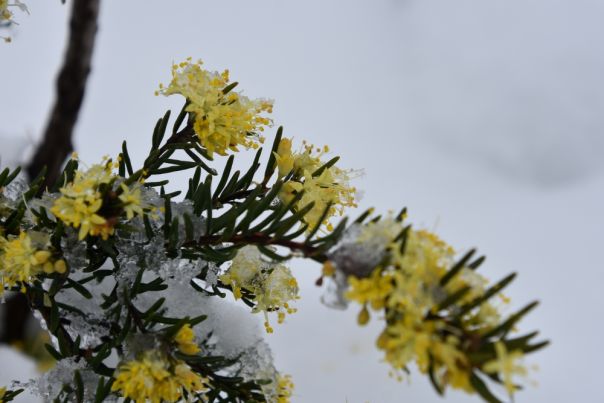 Lake Mountain snow and native flowers