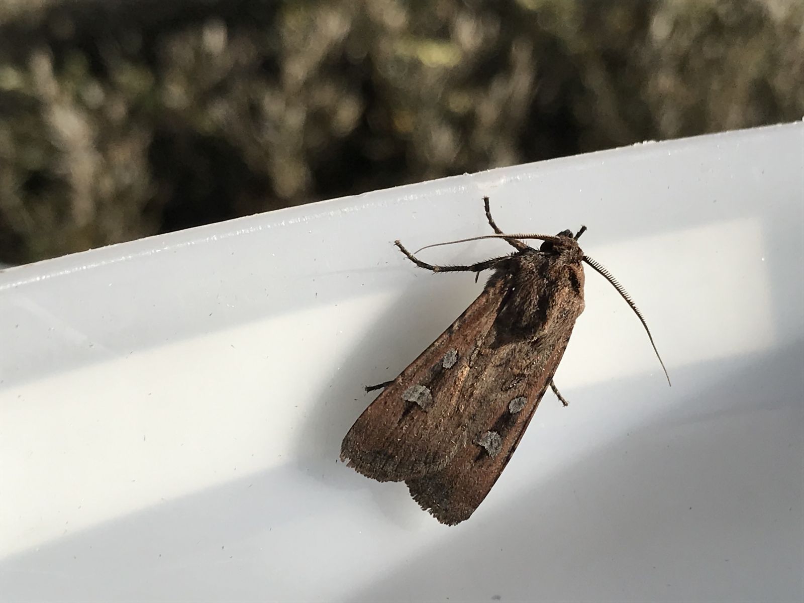 Bogong moth