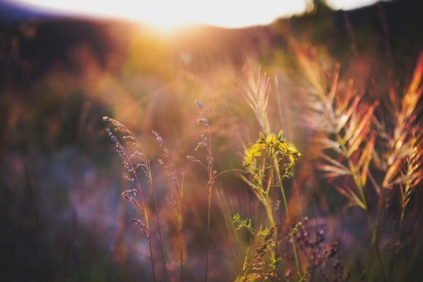 Falls Creek sunset wildflowers