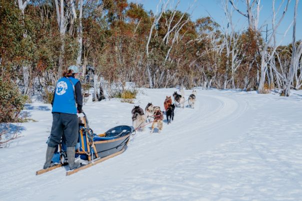 tour operator dog sled  tours