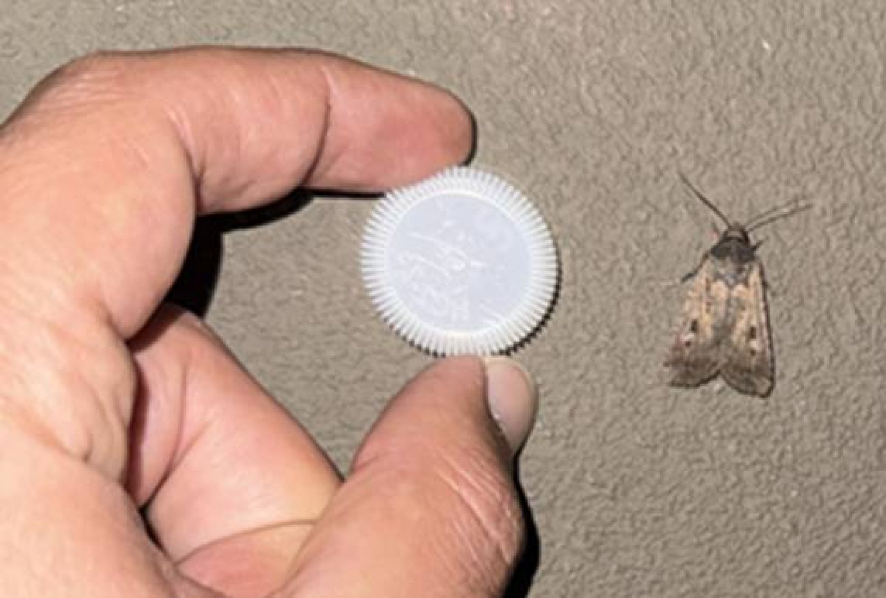 Moth tracker comparison