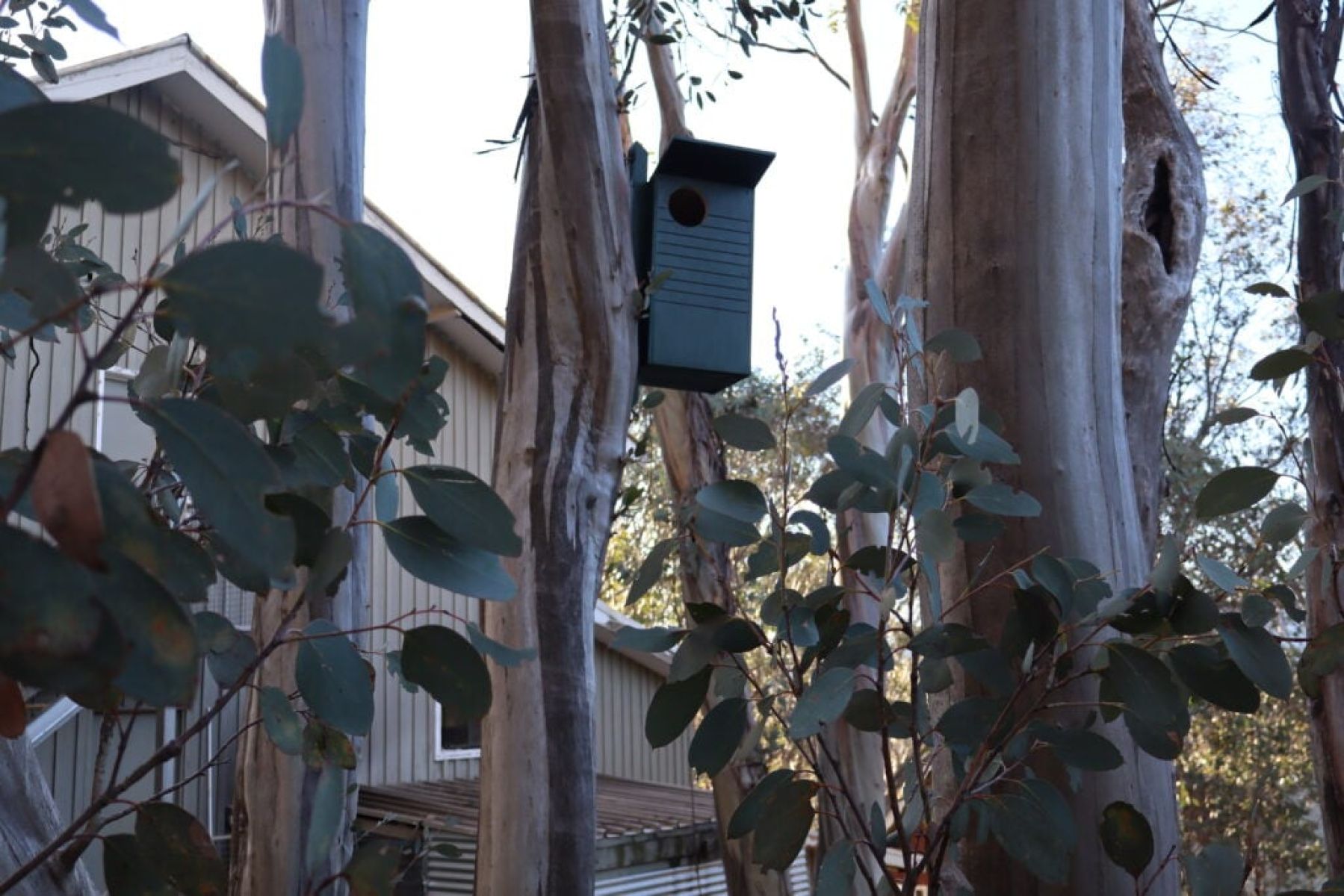 Falls Creek native wildlife home in place