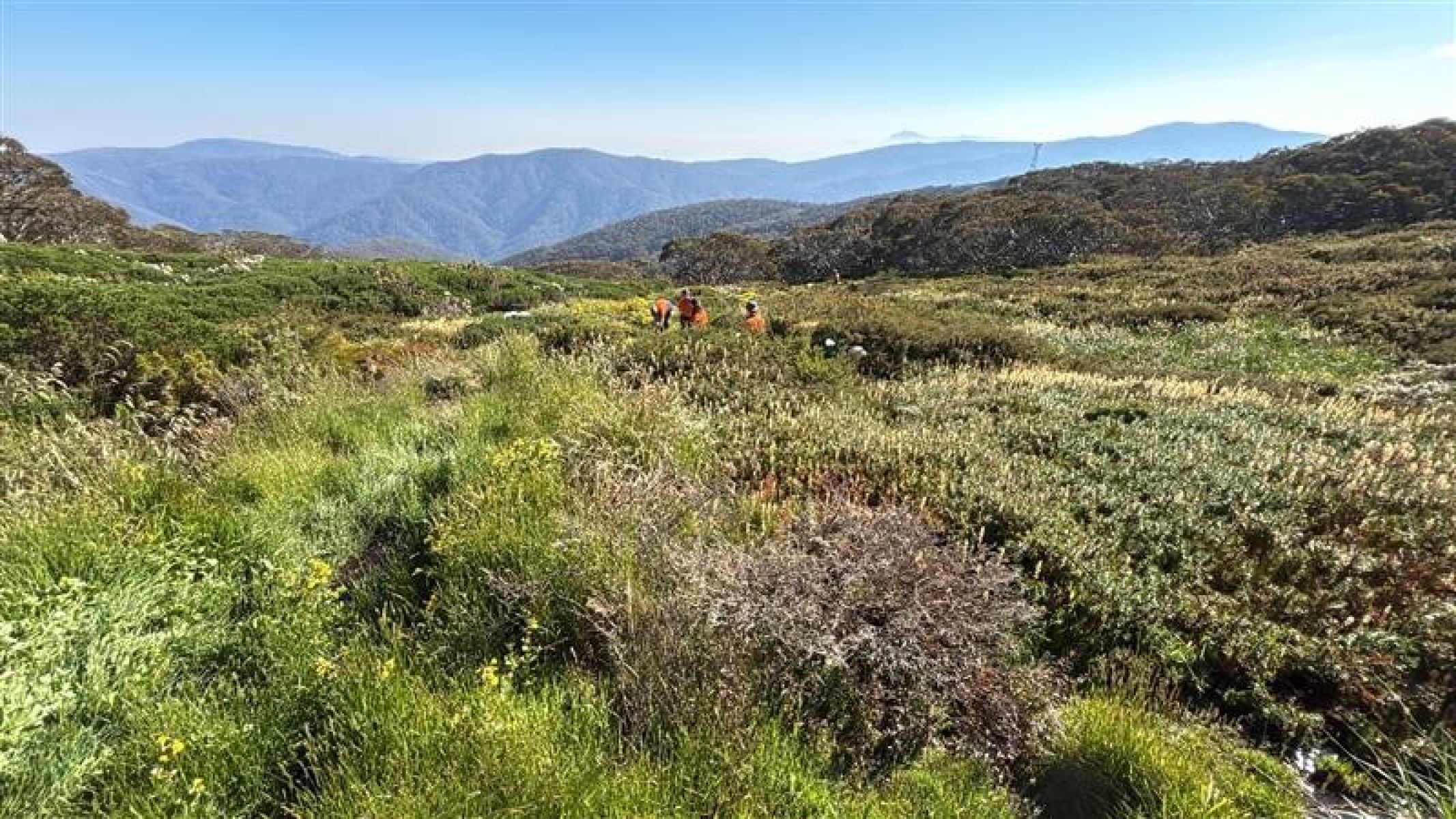 Mt Buller HEMAMP Bog 6 Weeding