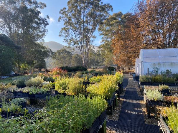 Vic Alps Nursery