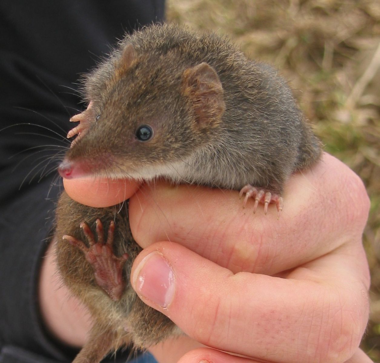 Antechinus swainsonii
