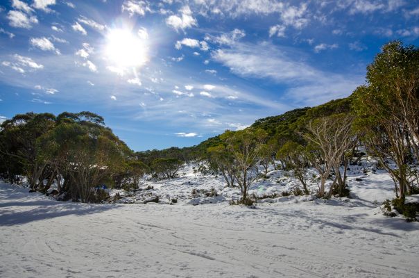 Mt Baw Baw snow amoungst snowgums