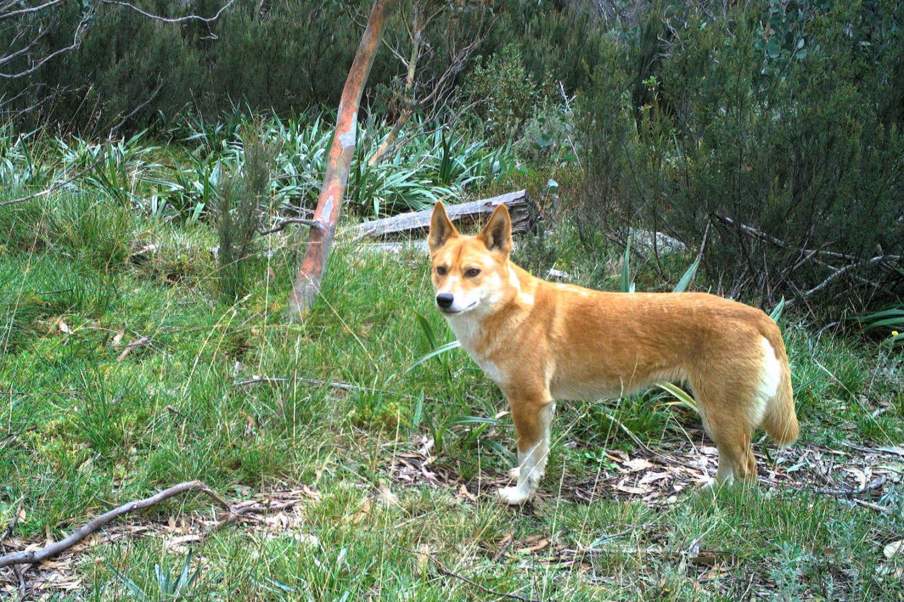 Dingo