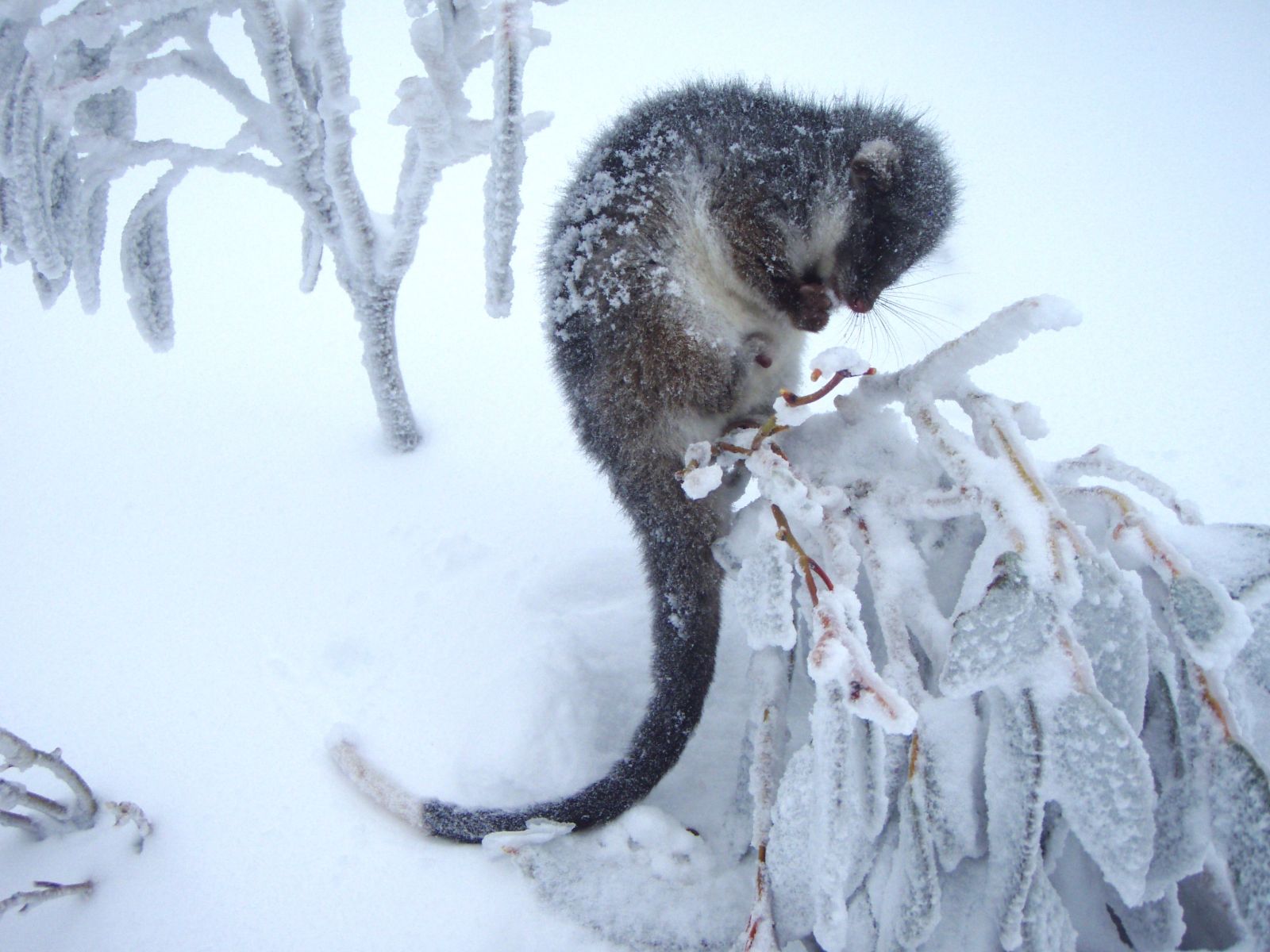 Ringtail possum in the snow