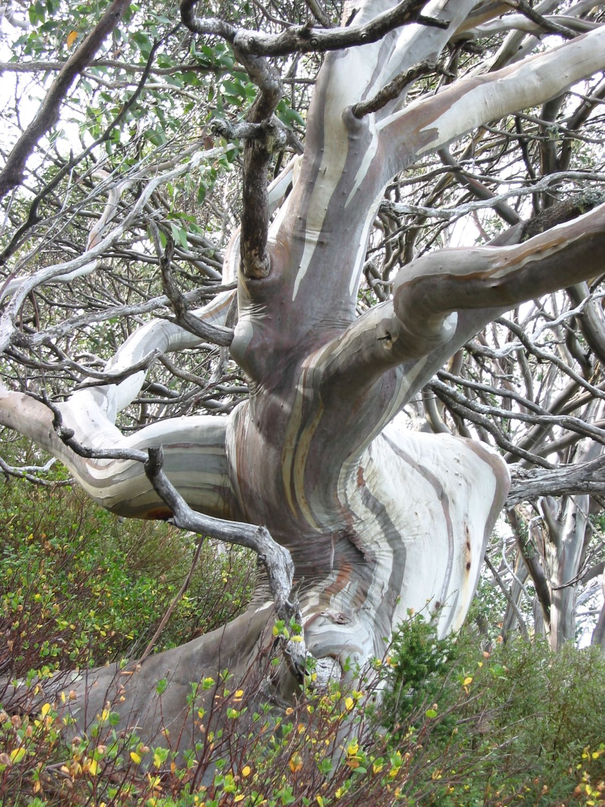 Snowgum