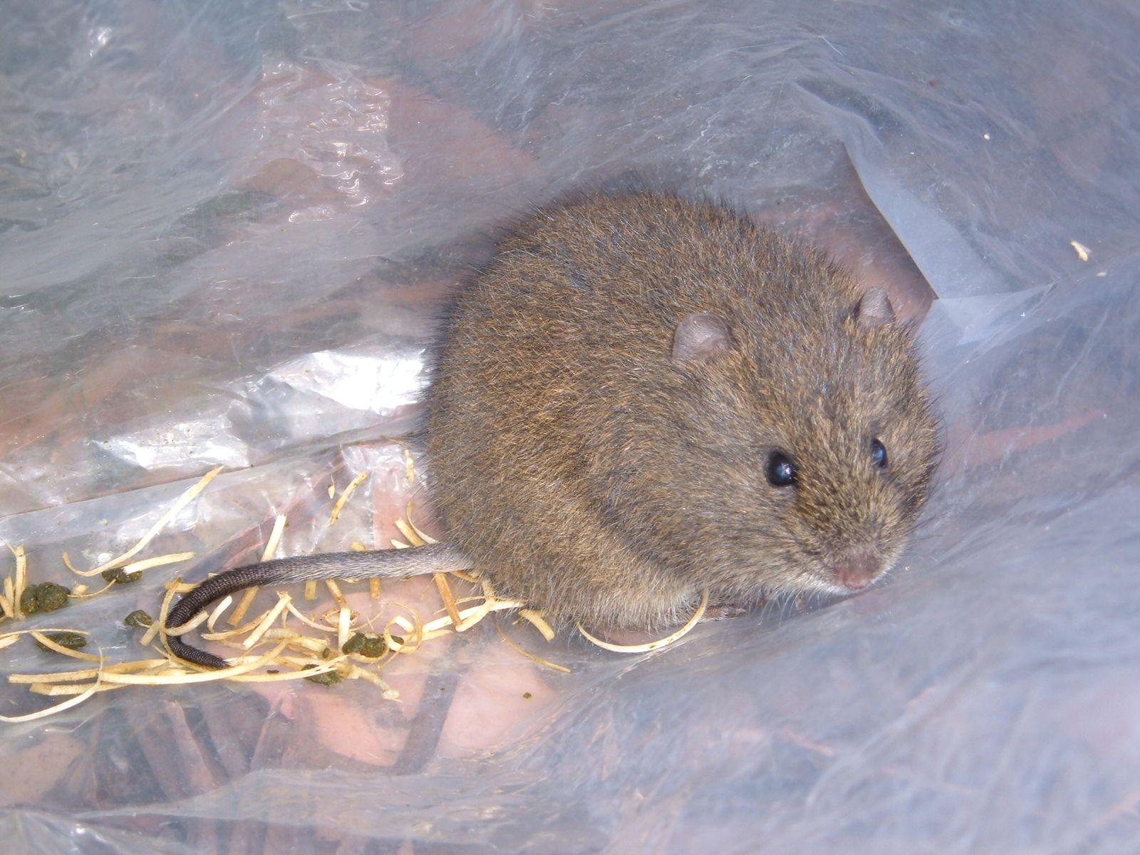 Mastacomys fuscus